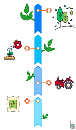 How We Work - Tree InfoGraphic