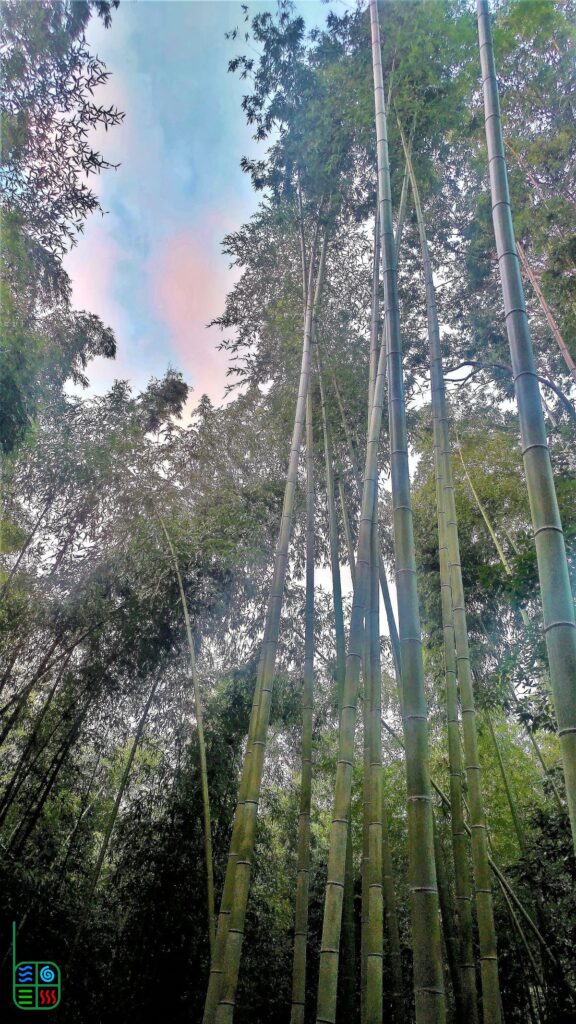 Bamboo_Fiber_Forest_Nature_Real